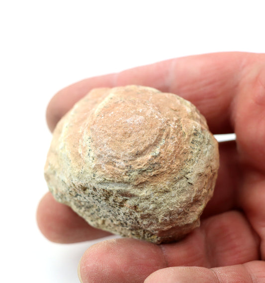 Olomučanský koblížek, r. 1946 - 1955 - Supreme Panthers