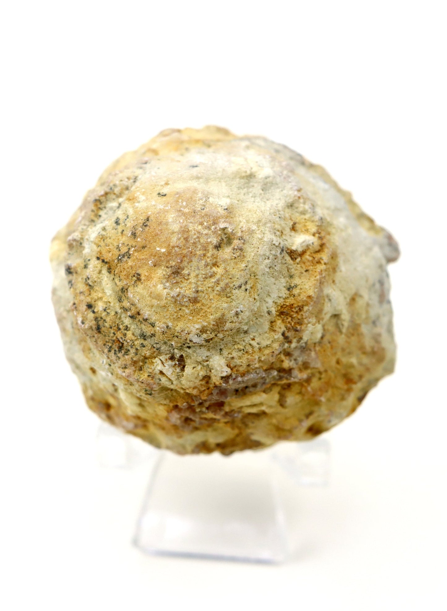 Olomučanský koblížek, r. 1946 - 1955 - Supreme Panthers