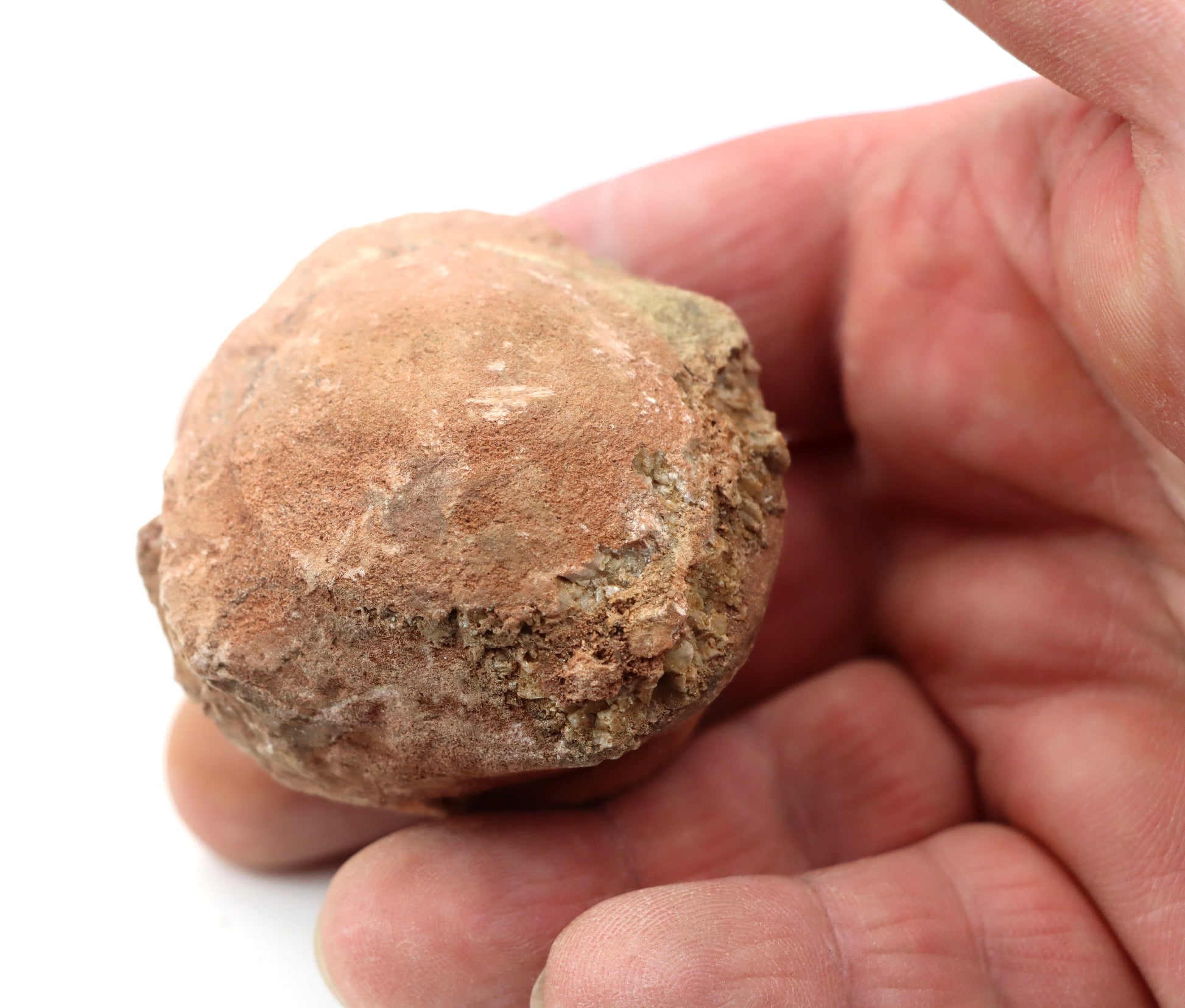 Olomučanský koblížek, r. 1946 - 1955 - Supreme Panthers