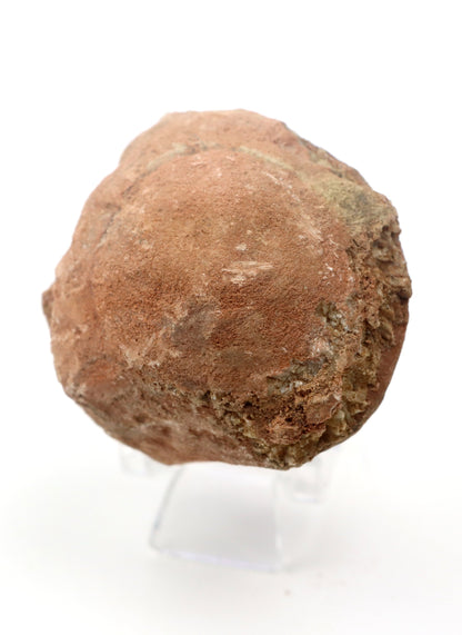 Olomučanský koblížek, r. 1946 - 1955 - Supreme Panthers