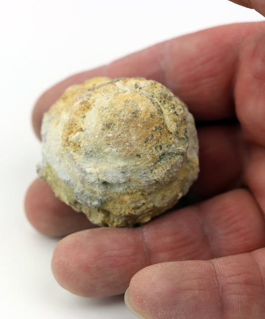 Olomučanský koblížek, r. 1946 - 1955 - Supreme Panthers