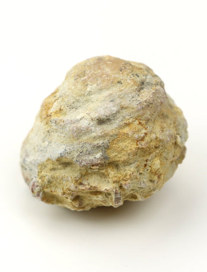 Olomučanský koblížek, r. 1946 - 1955 - Supreme Panthers