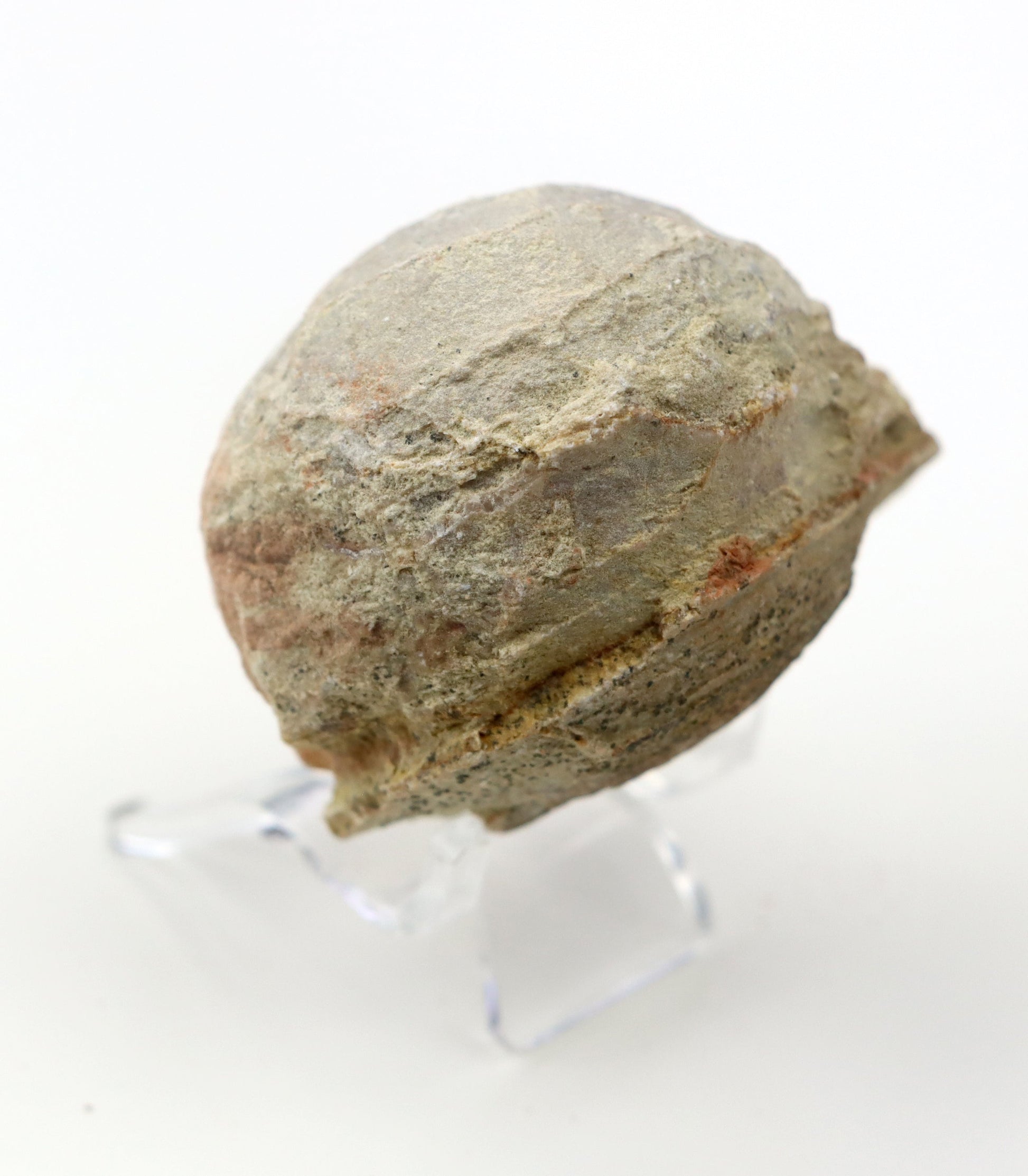 Olomučanský koblížek, r. 1946 - 1955 - Supreme Panthers