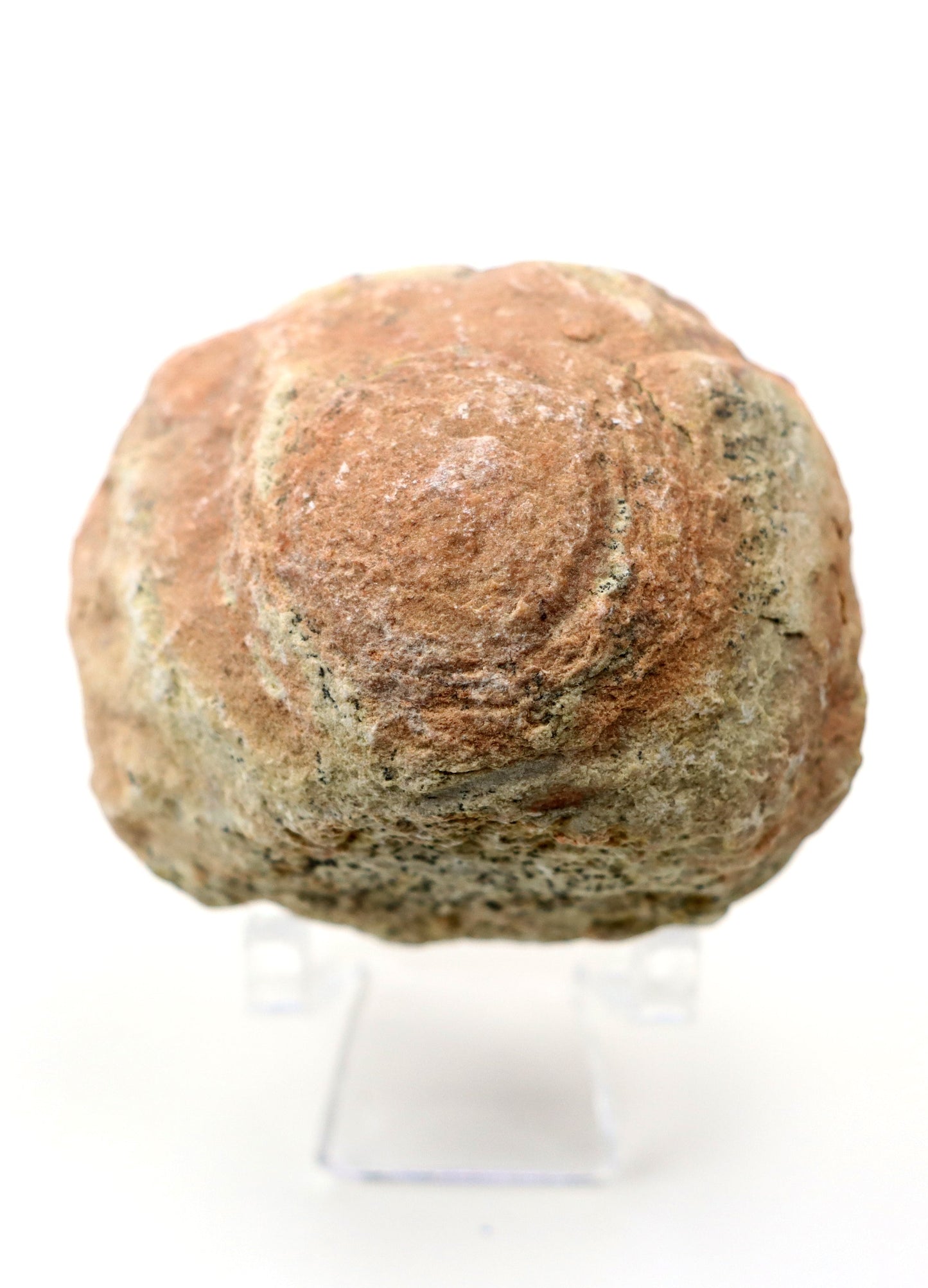 Olomučanský koblížek, r. 1946 - 1955 - Supreme Panthers