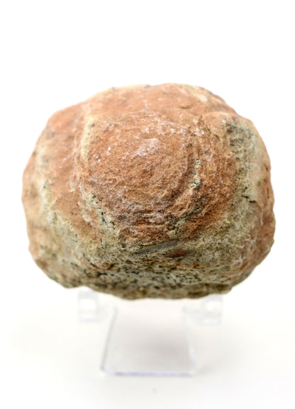 Olomučanský koblížek, r. 1946 - 1955 - Supreme Panthers