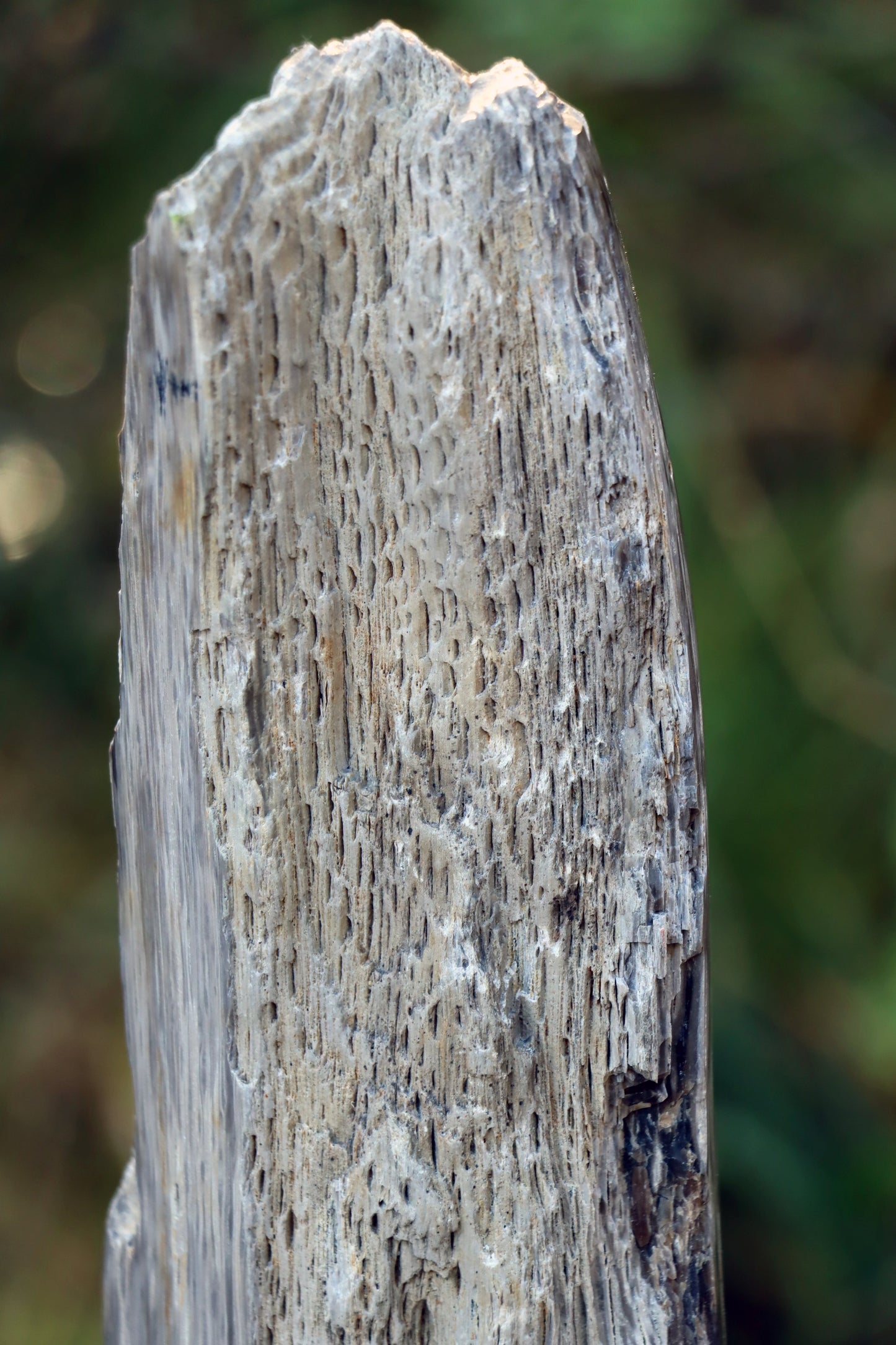 Oltář Srdce zkamenělého dubu - Supreme Panthers