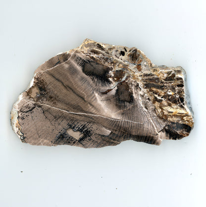 Opalizované jilmovité dřevo - Supreme Panthers