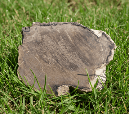 Opalizované jilmovité dřevo - Supreme Panthers