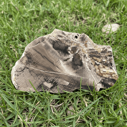 Opalizované jilmovité dřevo - Supreme Panthers