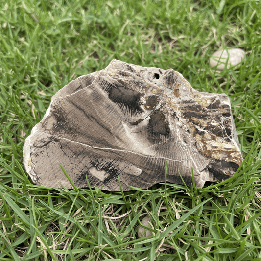 Opalizované jilmovité dřevo - Supreme Panthers