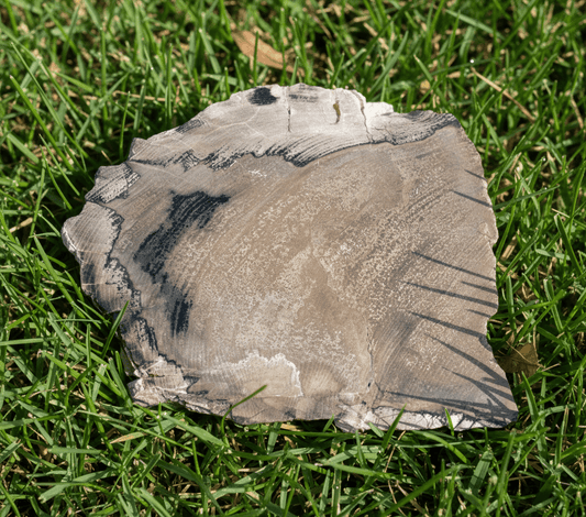 Opalizované jilmovité dřevo - Supreme Panthers