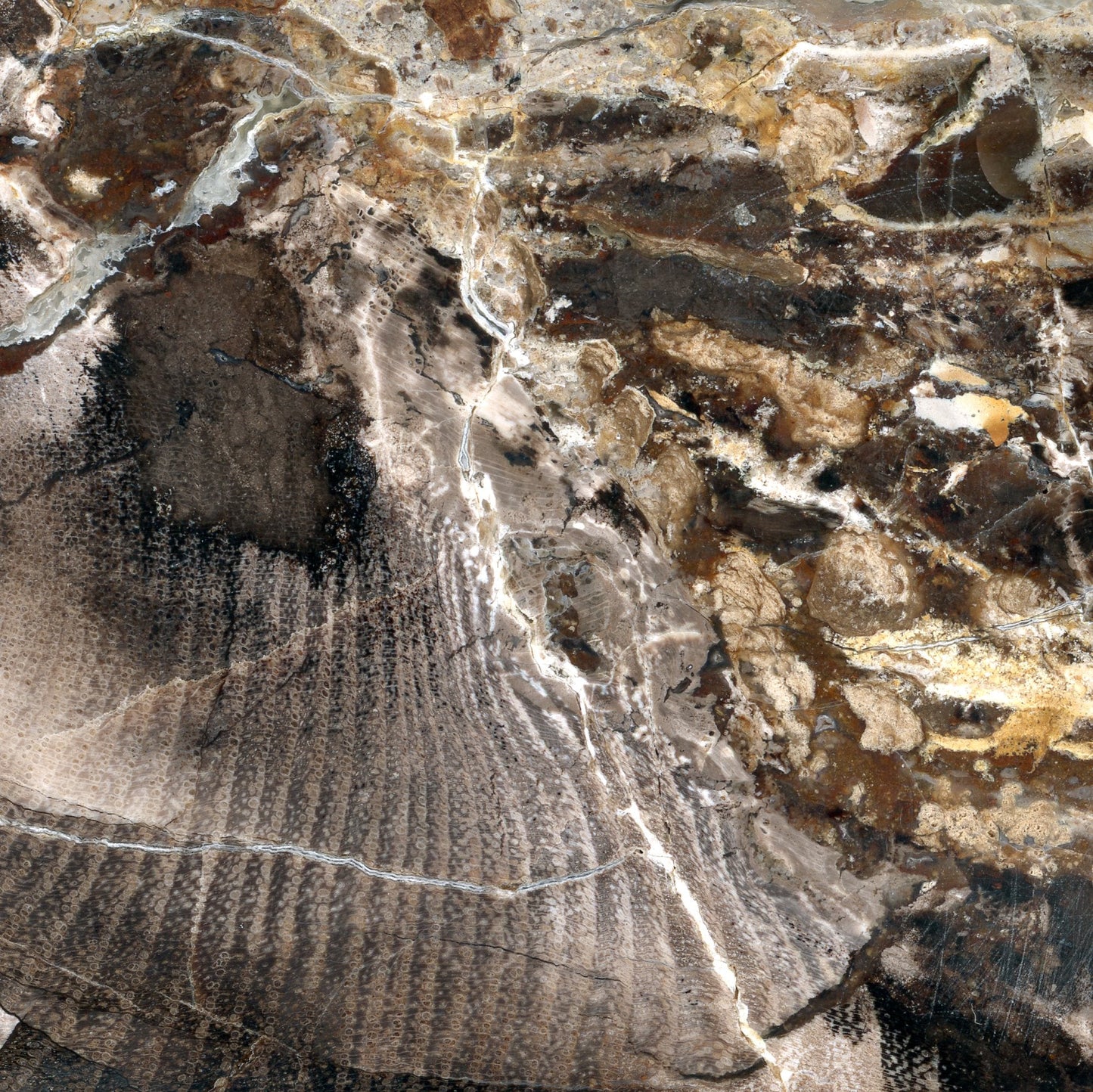 Opalizované jilmovité dřevo - Supreme Panthers