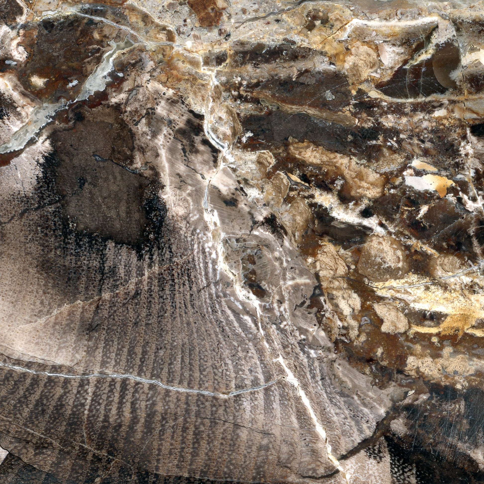 Opalizované jilmovité dřevo - Supreme Panthers