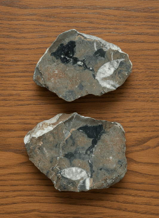 Orthoceras - Supreme Panthers