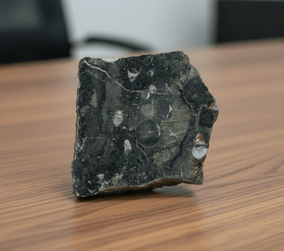 Orthoceras - Supreme Panthers