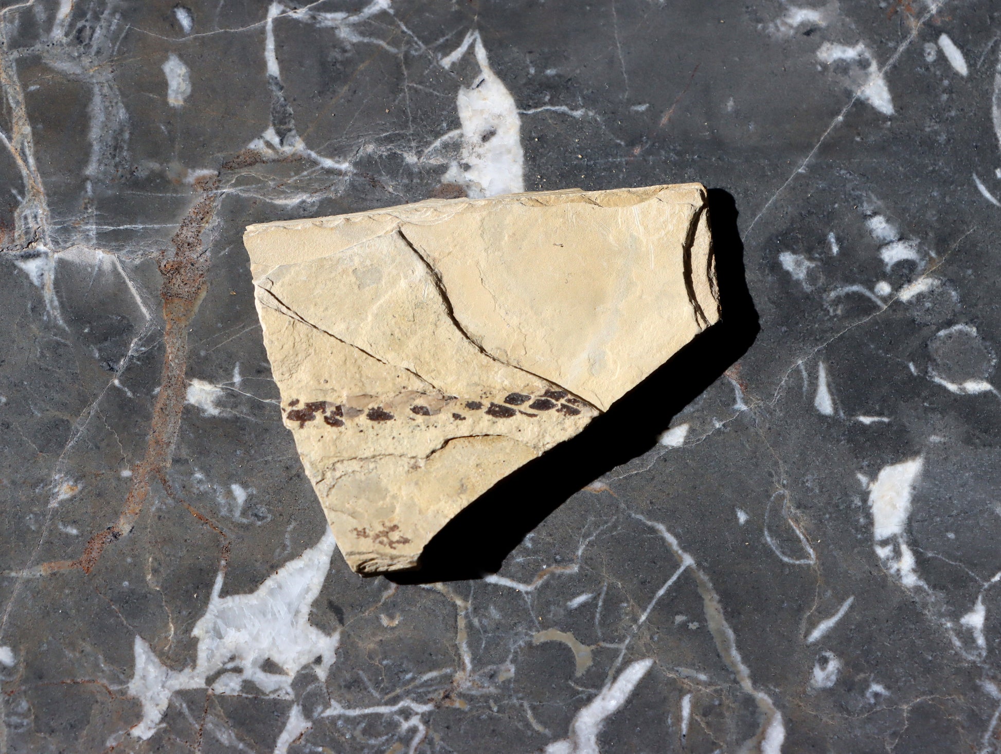 Otisk jehličnanu Culmitschia - Supreme Panthers