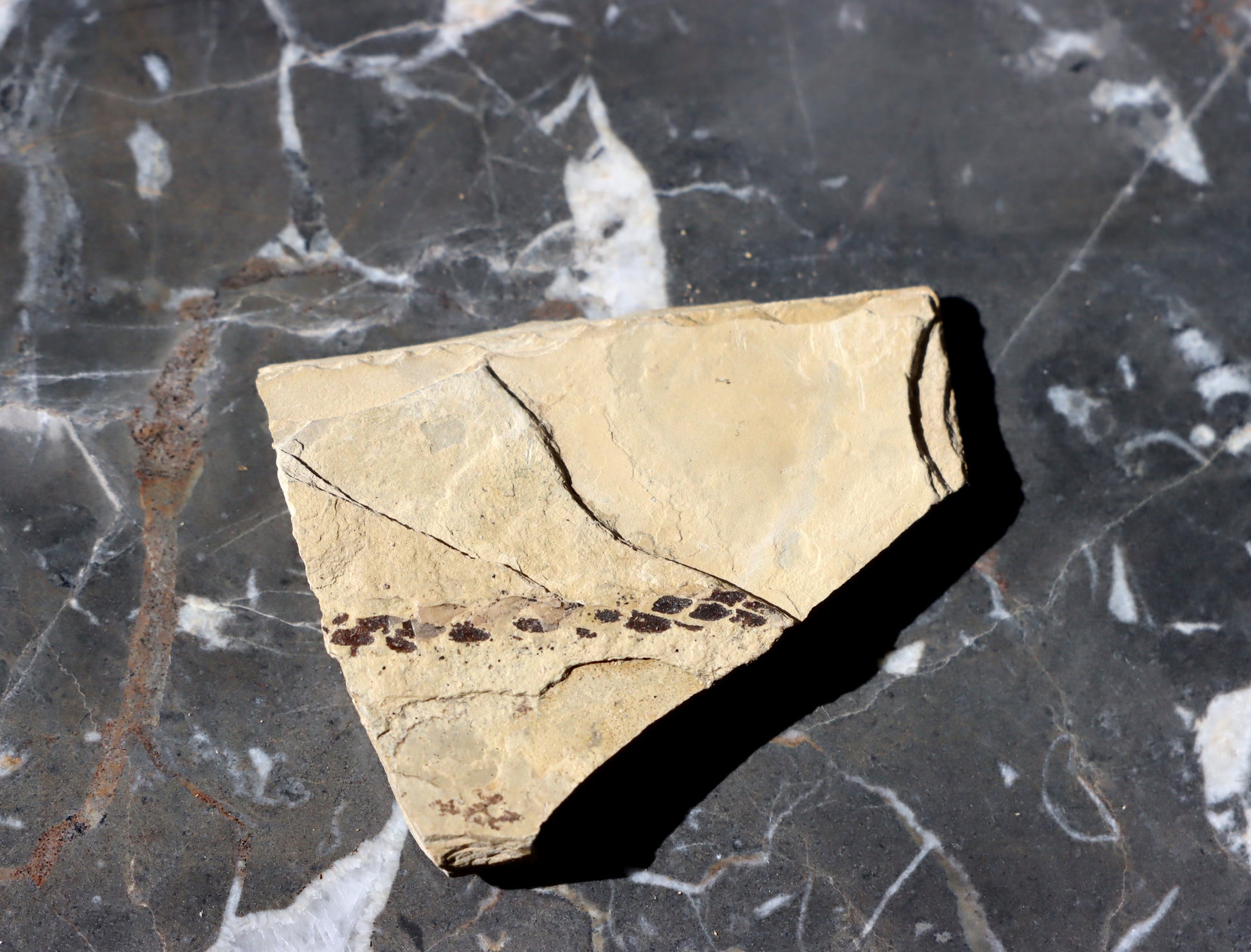 Otisk jehličnanu Culmitschia - Supreme Panthers