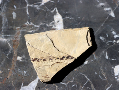 Otisk jehličnanu Culmitschia - Supreme Panthers