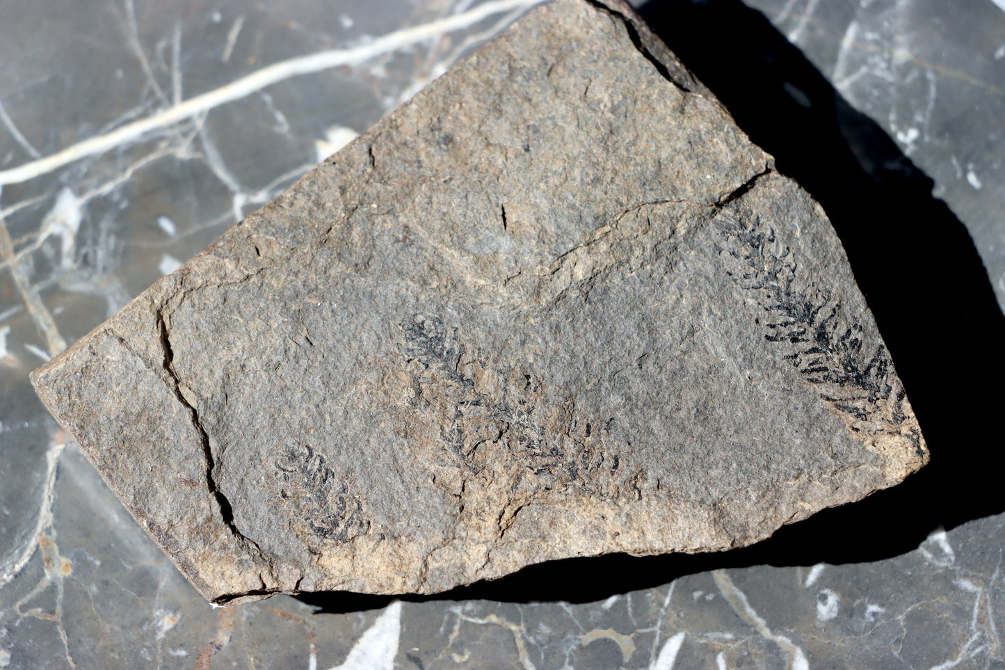 Otisk jehličnanu Walchia - Supreme Panthers