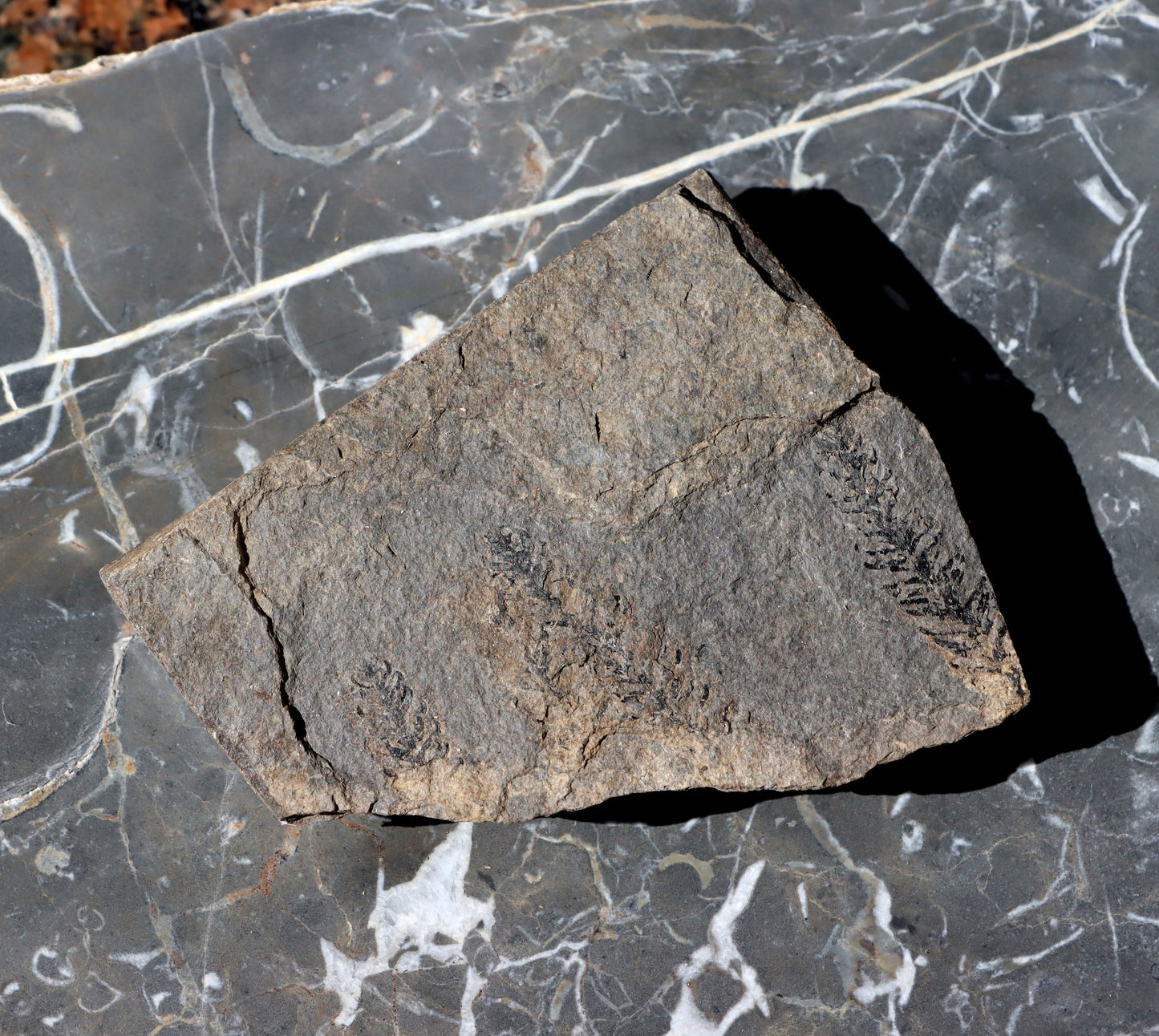 Otisk jehličnanu Walchia - Supreme Panthers