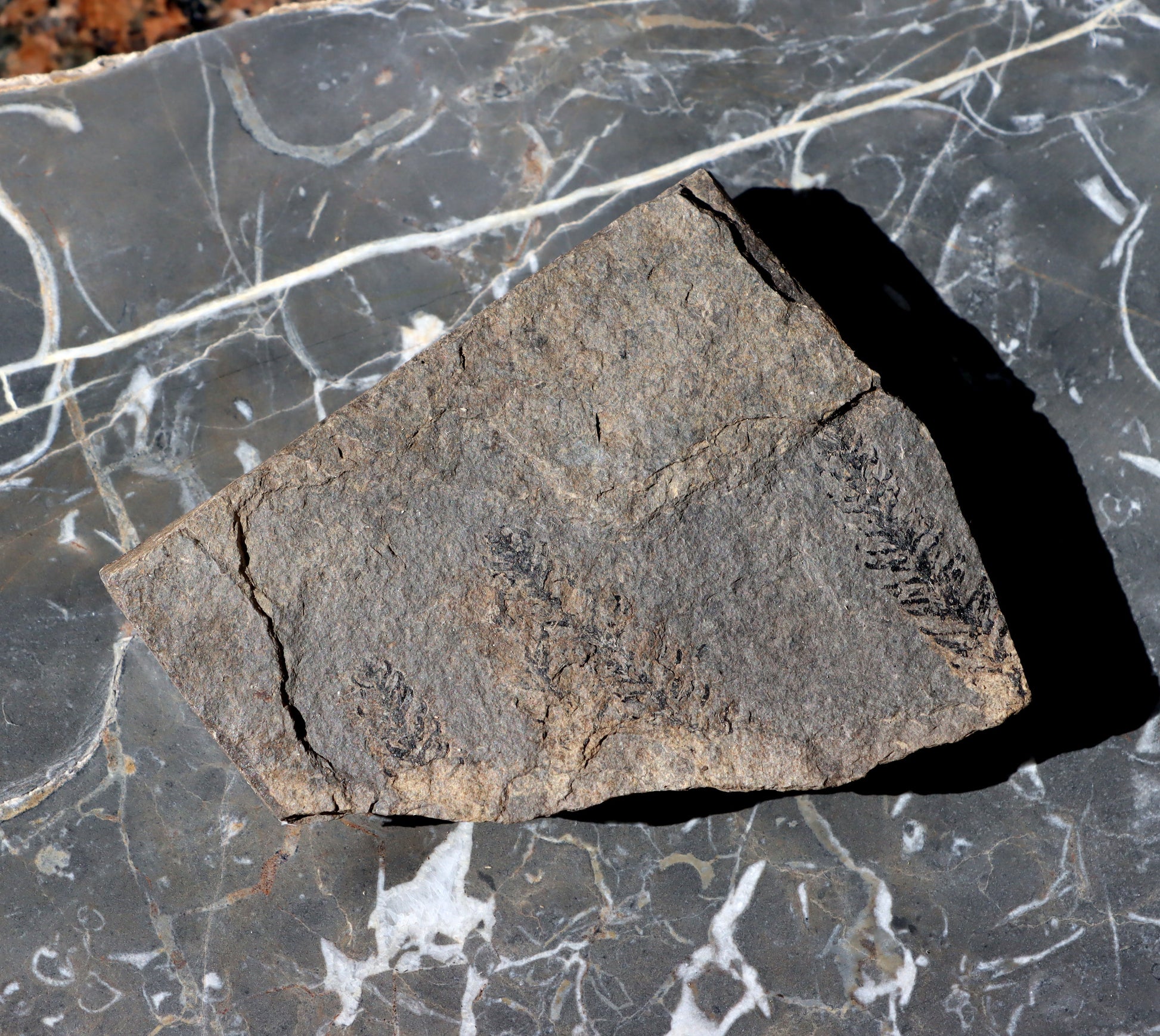 Otisk jehličnanu Walchia - Supreme Panthers