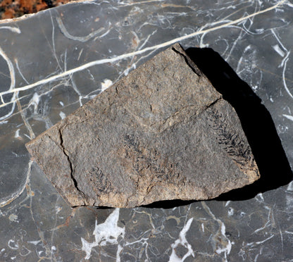 Otisk jehličnanu Walchia - Supreme Panthers