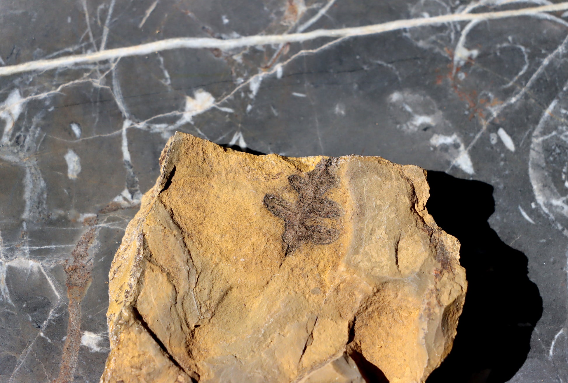 Otisk kapraďosemenné Alethopteris - Supreme Panthers