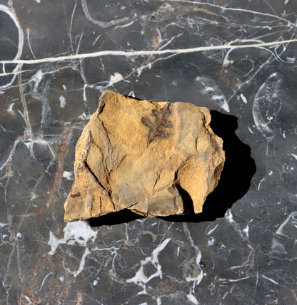 Otisk kapraďosemenné Alethopteris - Supreme Panthers