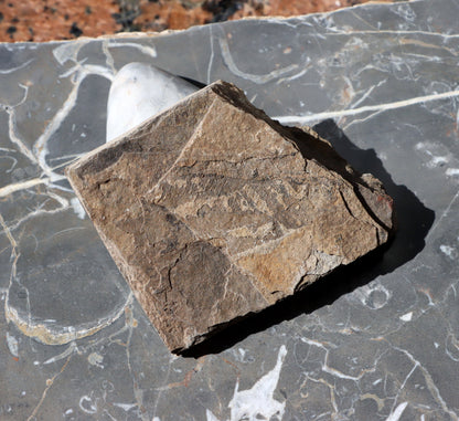 Otisk kapraďosemenné Taenopteris - Supreme Panthers