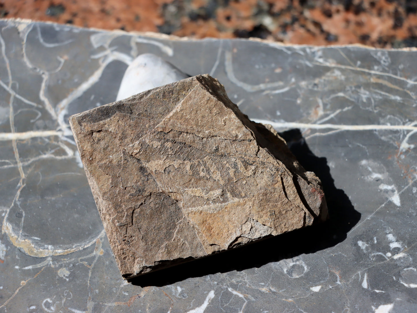 Otisk kapraďosemenné Taenopteris - Supreme Panthers