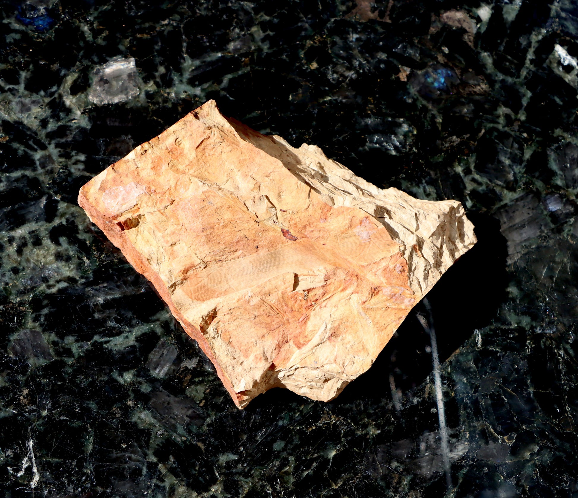 Otisk kmínku přesličky semena Trigonocarpus - Supreme Panthers