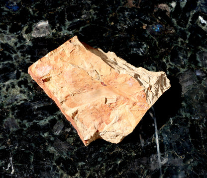 Otisk kmínku přesličky semena Trigonocarpus - Supreme Panthers