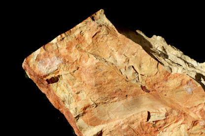 Otisk kmínku přesličky semena Trigonocarpus - Supreme Panthers