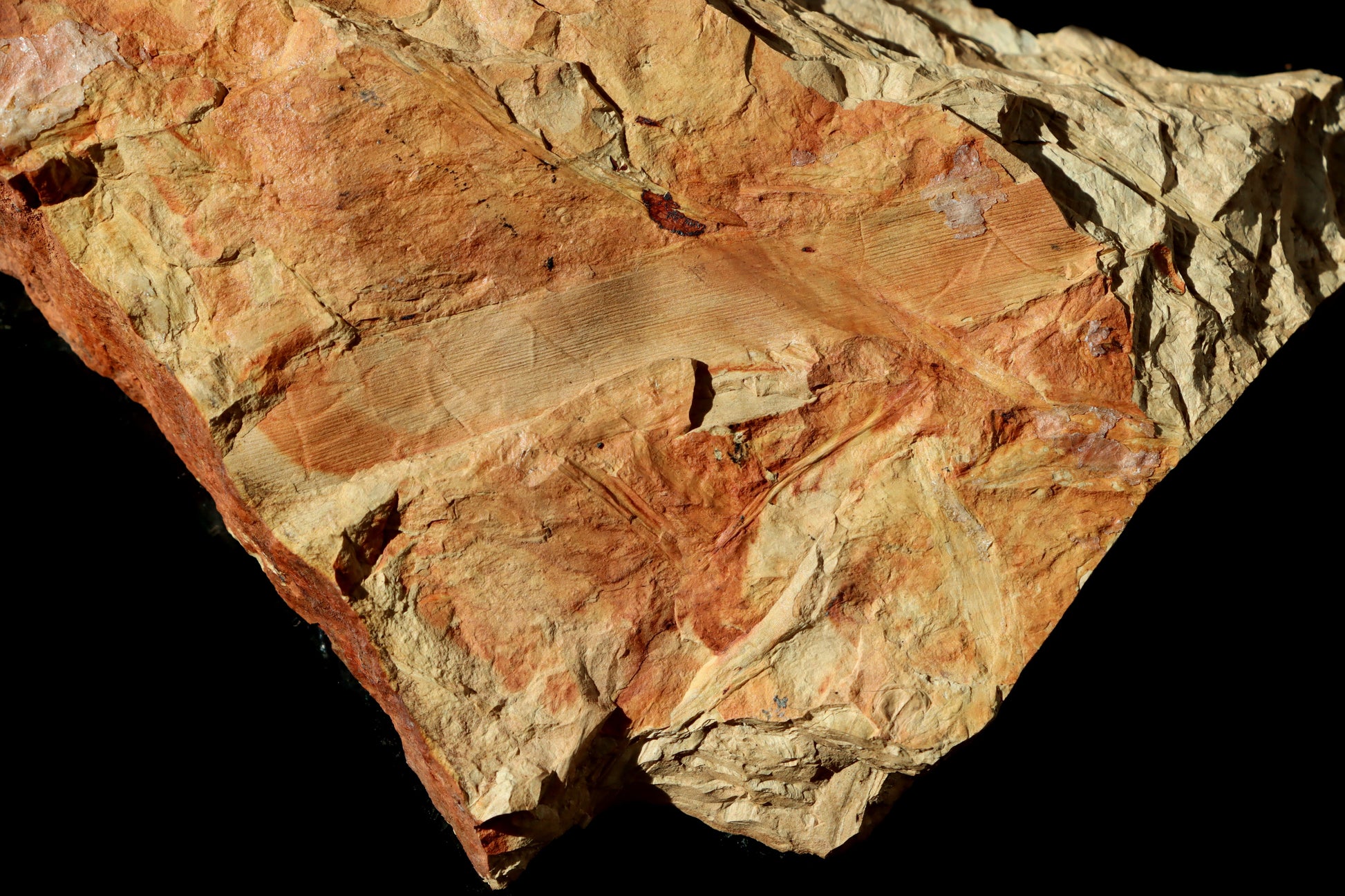 Otisk kmínku přesličky semena Trigonocarpus - Supreme Panthers