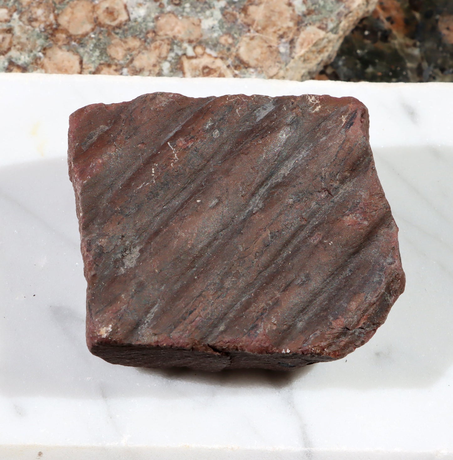 Otisk kůry plavuně - Supreme Panthers