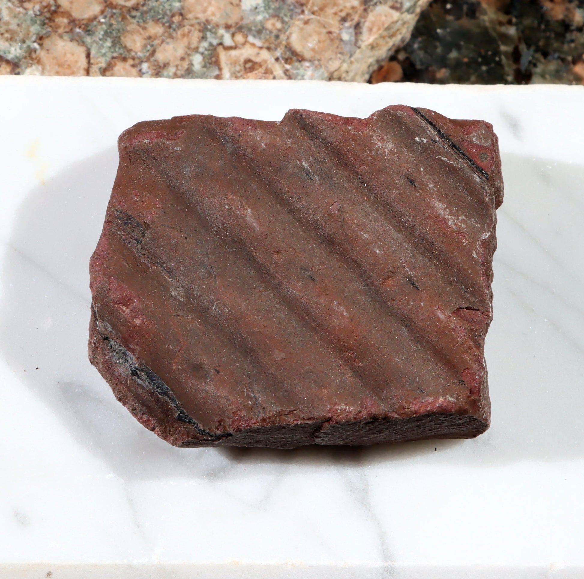 Otisk kůry plavuně - Supreme Panthers