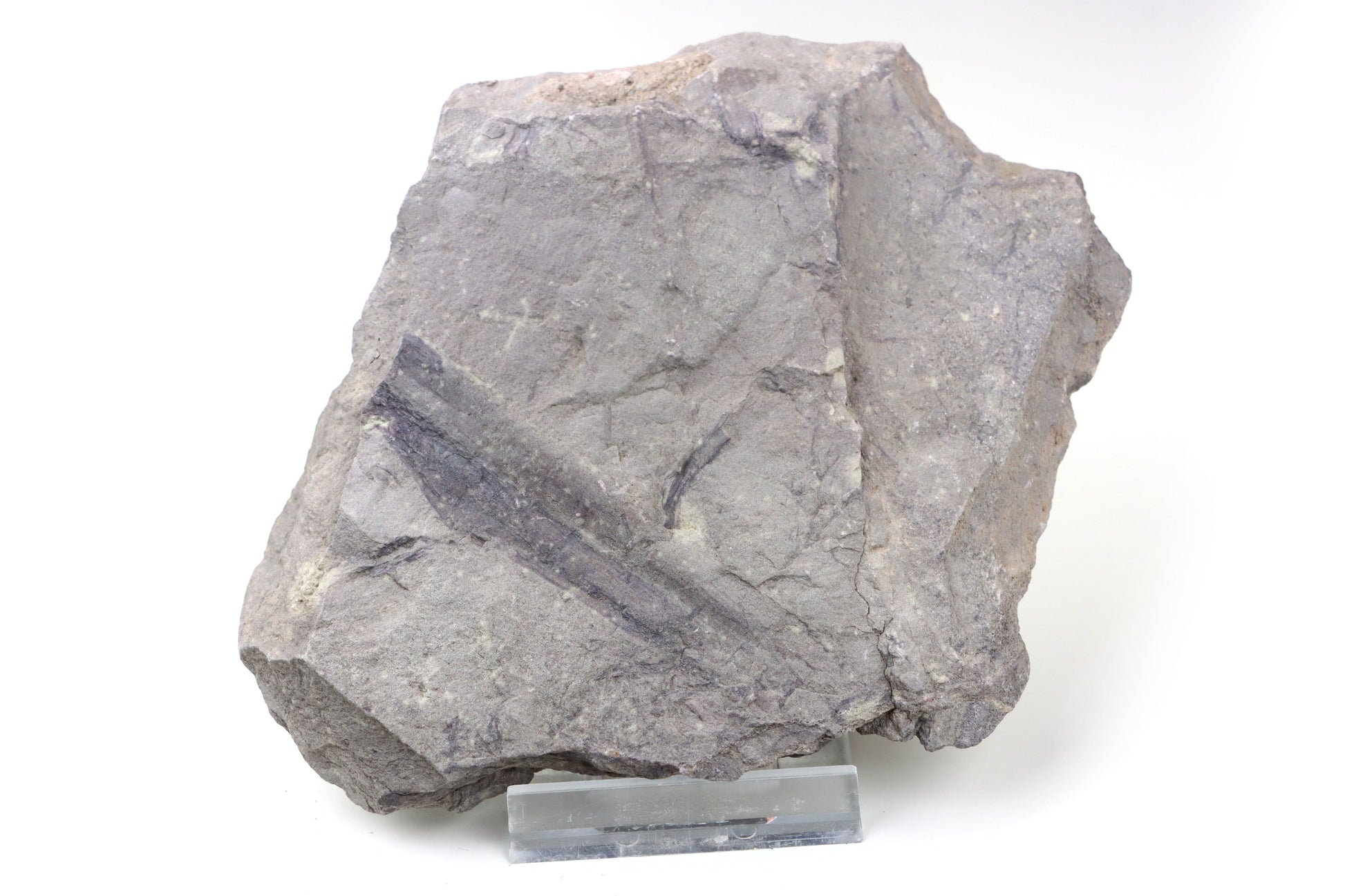 Otisk listu kapradiny/Tempskya? - Supreme Panthers