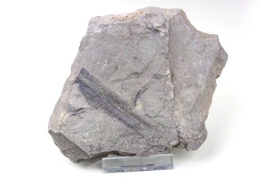 Otisk listu kapradiny/Tempskya? - Supreme Panthers