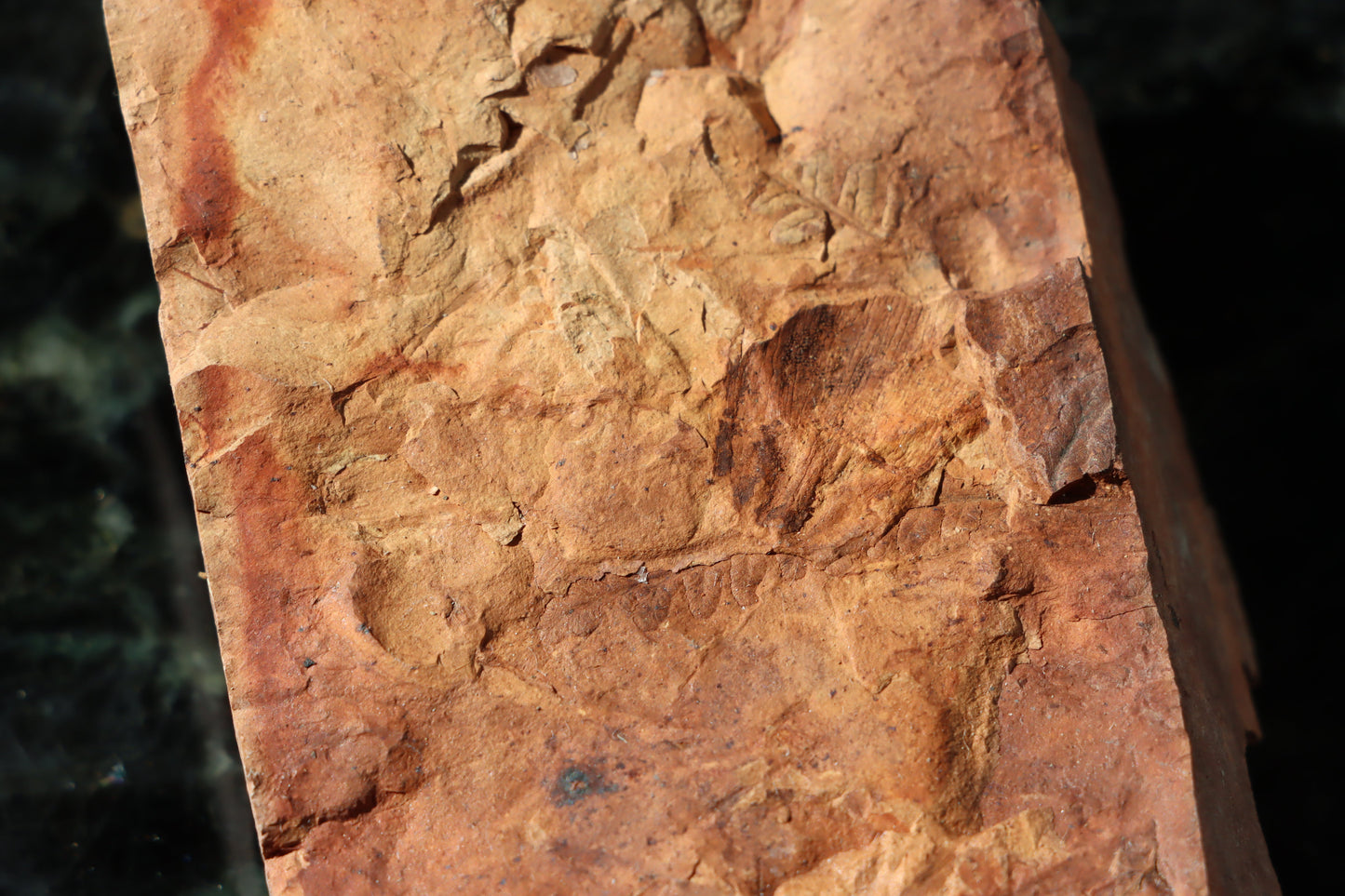 Otisk vějíře kapraďosemenné Neuropteris ovata - Supreme Panthers