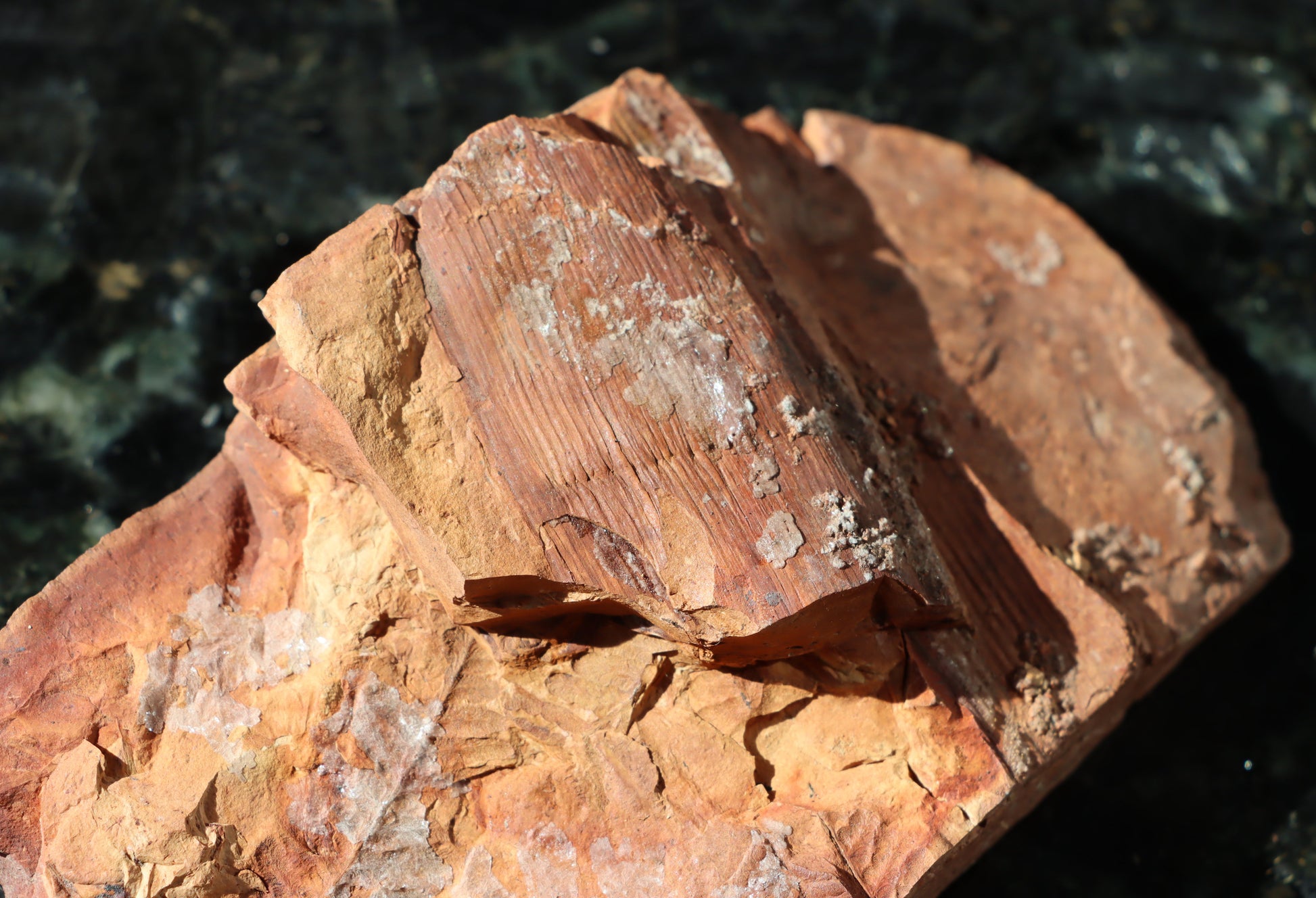 Otisk vějíře kapraďosemenné Neuropteris ovata - Supreme Panthers