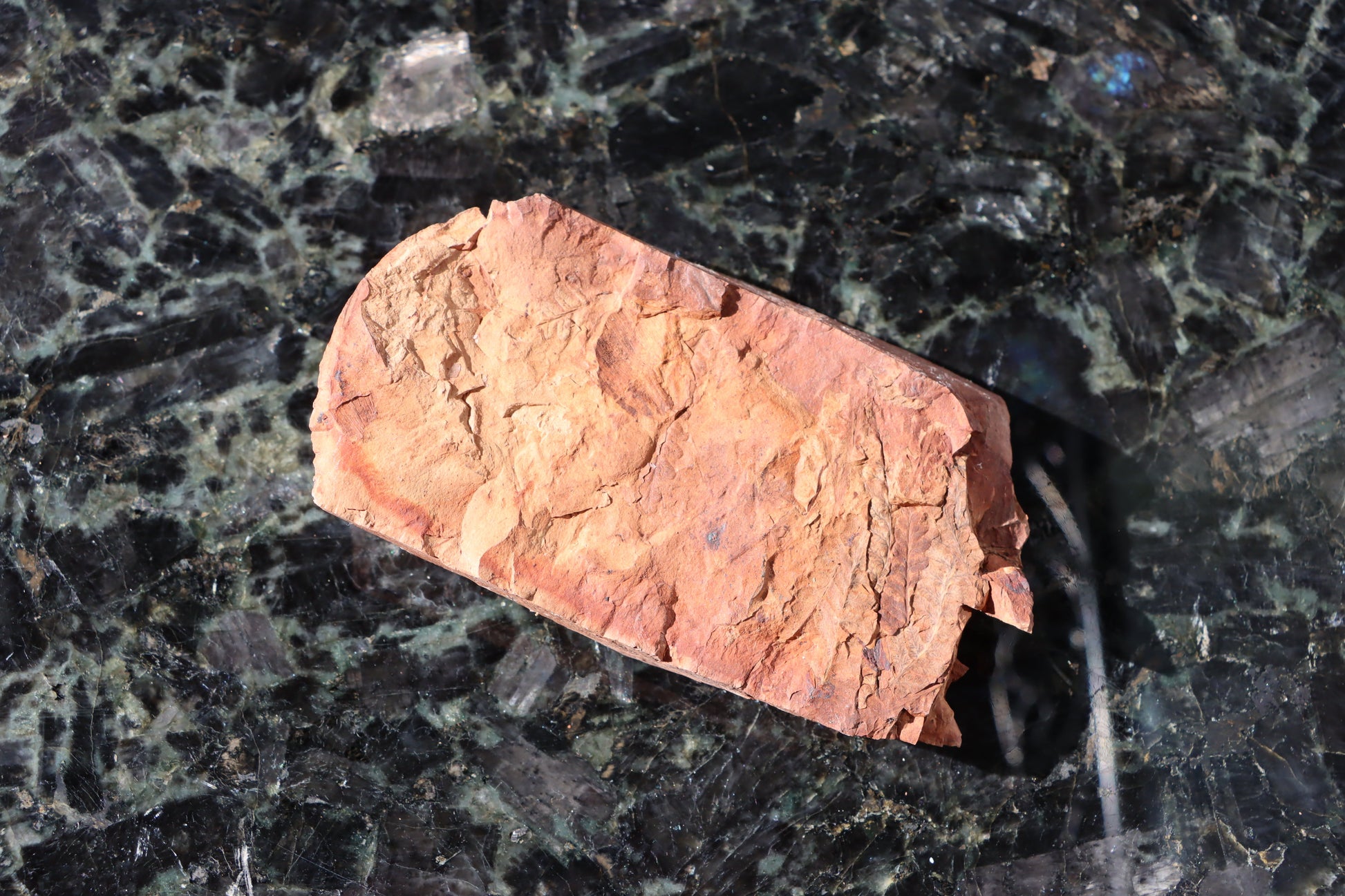 Otisk vějíře kapraďosemenné Neuropteris ovata - Supreme Panthers