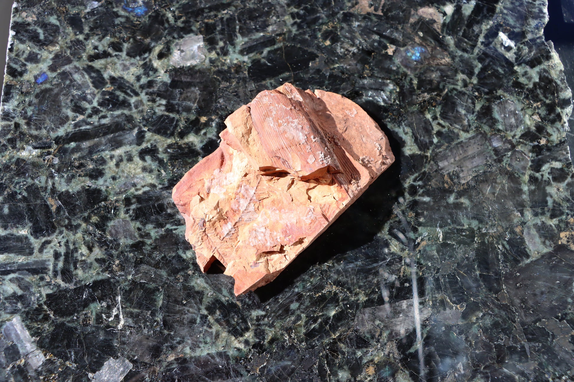 Otisk vějíře kapraďosemenné Neuropteris ovata - Supreme Panthers