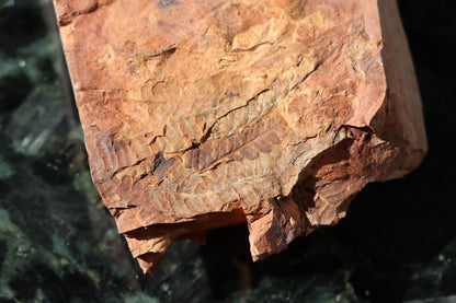 Otisk vějíře kapraďosemenné Neuropteris ovata - Supreme Panthers