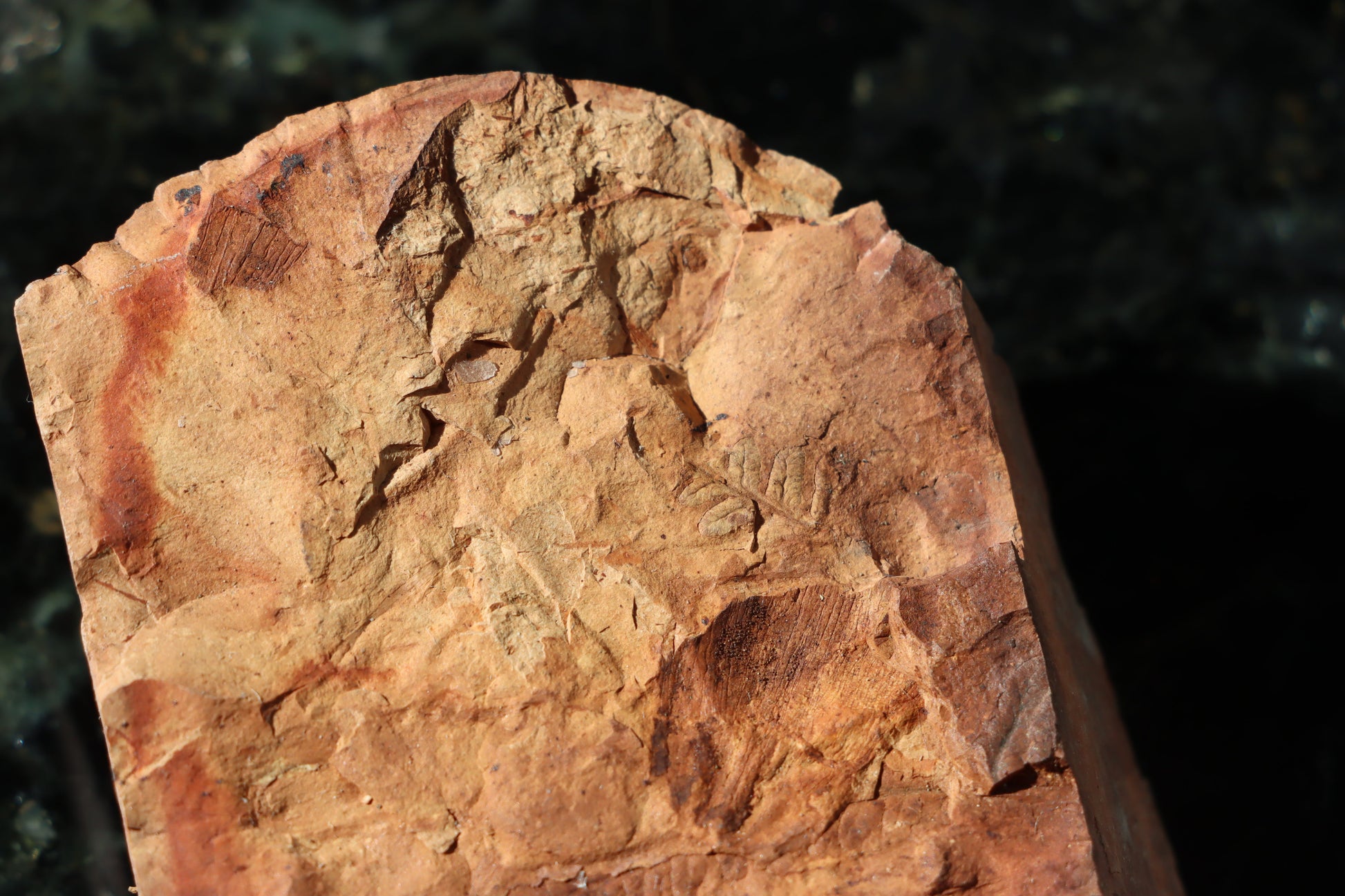 Otisk vějíře kapraďosemenné Neuropteris ovata - Supreme Panthers