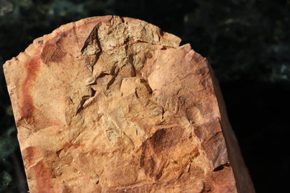 Otisk vějíře kapraďosemenné Neuropteris ovata - Supreme Panthers