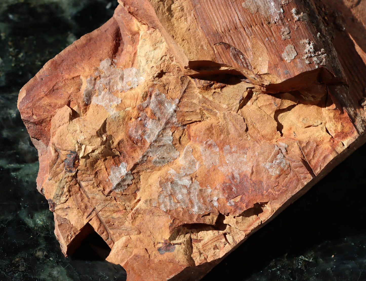 Otisk vějíře kapraďosemenné Neuropteris ovata - Supreme Panthers