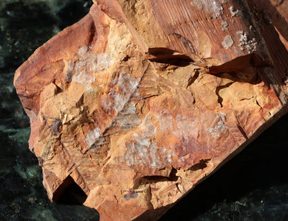 Otisk vějíře kapraďosemenné Neuropteris ovata - Supreme Panthers