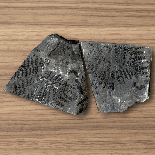 Otisk vějíře kapraďosemenné rostliny 2ks - Supreme Panthers