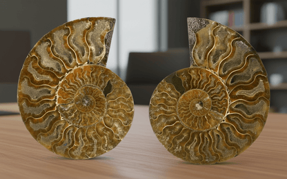 Pár aragonitových amonitů leštěný (Cleoniceras), pár - Supreme Panthers