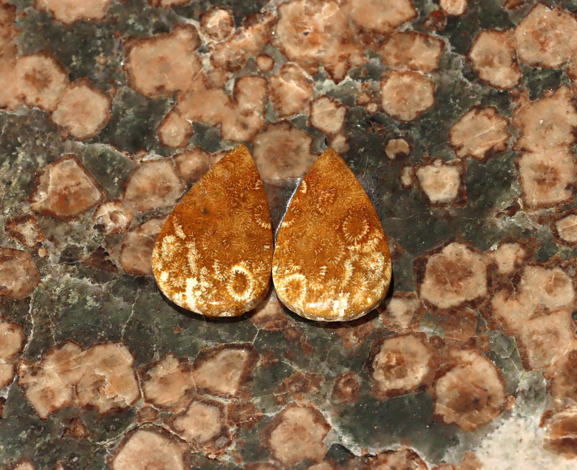 Pár kabošonů z fosilního korálu - Supreme Panthers